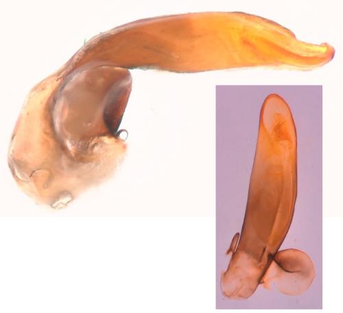 Réf. 297 902 : Pterostichus vernalis